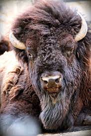 Pin On Bison