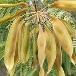 Image result for Peltophorum dubium