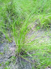 Image result for Eragrostis plana