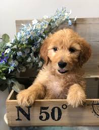 We expect most of our f1b miniature golden doodle puppies to f1b miniature goldendoodle puppies generally develop curly coats as adults, even if not that curly as puppies. Goldendoodle Puppies