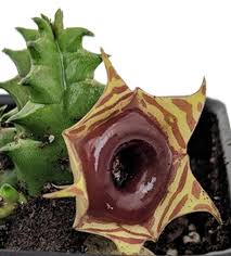 Image result for Huernia zebrina