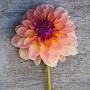 Profile Picture of Dahlia 'Maya' - Rich Hollow Farm Flowerson Google