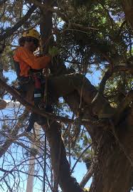 Tree pruning, tree removal, cabling and bracing, urban forest management,tree inspections, habitat arboriculture international adheres to ansi a300 (part 1) pruning standard and ansi z133.1 safety standards, the guidelines recognised by the international. Your Local Verde Valley And Sedona Tree Service Company The Tree Service Difference