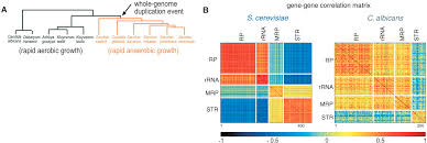 Image result for network yeast