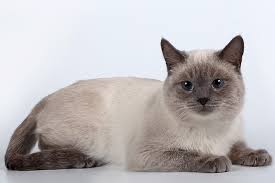 Siamese Cat