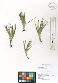 Image result for Tristicha