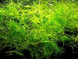 Image result for Najas