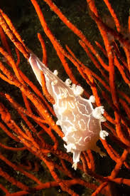 Image result for Tritonia moggii