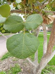 Image result for Erythrina abyssinica