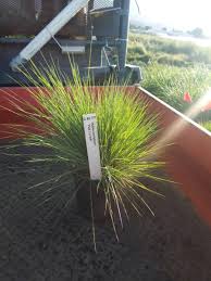 Image result for Melinis nerviglumis