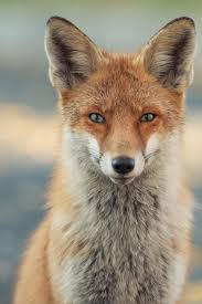 Maggie Rollins (sweetbabymags)