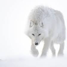 Les 3 Pôles, l'exposition de Vincent Munier - GoodPlanet mag'