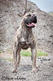 Browse thru our id verified puppy for sale listings to find your perfect puppy in your area. Ultimate Selection Varun Presa Canario