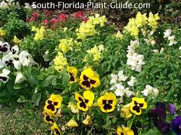 Aside from its beauty, it can also handle the sun's heat but can tolerate a cold temperature of 10 degrees fahrenheit as well. South Florida Annuals