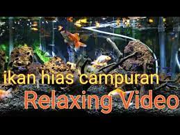 Pergilah ke toko hewan lokal untuk membeli kit uji master air tawar dan kit uji amonia untuk menguji akuarium. Relaxing Video Bye Kine Master Aquarium Ikan Hias Campuran Youtube