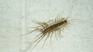 Get rid of centipedes in the basement. How To Get Rid Of House Centipedes 10 Best Ways In 2021