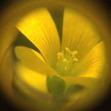 All graphic material for designers, the new gifmania is a bank of resources for. Gif Fleurs Flowers Animated Gif On Gifer