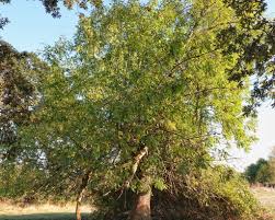 Image result for Landolphia foretiana