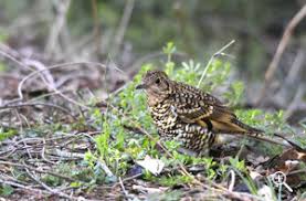 Image result for トラツグミ