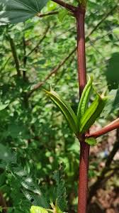 Image result for Corchorus aestuans