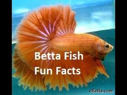 Betta Fish Fun Facts Youtube Betta Fish Betta Fish