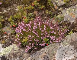 Вереск обыкновенный (calluna vulgaris l.). Veresk Na Sadovom Uchastke Uhod Vyrashivanie Razmnozhenie Poleznye Svojstva Foto Botanichka Ru