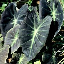 Image result for Calycosiphonia