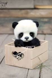 So Cute Cute Baby Animals Baby Animals Cute Little Animals