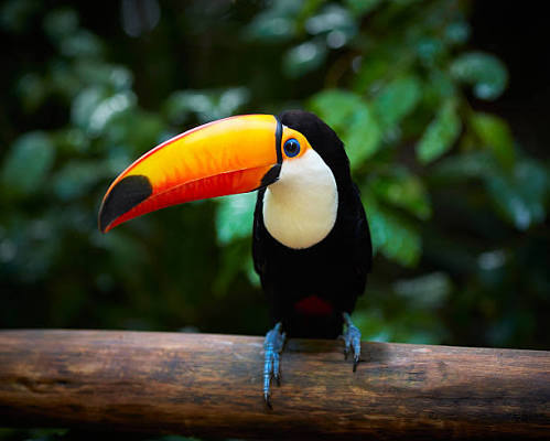 5,900+ Pecker Stock Photos, Pictures & Royalty-Free Images - iStock