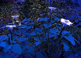 Instead of staying in at night to watch tv, why not spend some time in your backyard with your moon garden? Blue Moonlight Twilight Garden Night Blooming Moonflowers Bright Moon Light White Flowers Cobalt Leaves Surreal Photogr Night Flowers Moon Flower Flower Garden