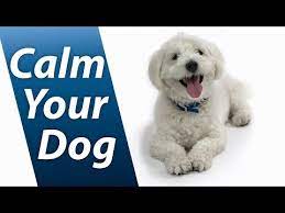 Can Dogs Hear White Noise 2022 The Dog Visitor