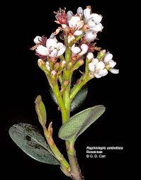 University Of Hawaii Campus Plants Uh Botany