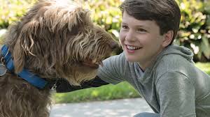 Сша, китай, великобритания год создания: Think Like A Dog Celebrates The Simple Angelus News