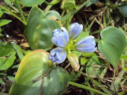 Image result for Monochoria