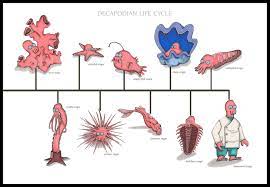 The life cycle of Dr. Zoidberg, as drawn by my girlfriend. : r/futurama