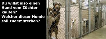 In der realität ist das gegenteil der fall. Hunde Tiere In Not Duisburg