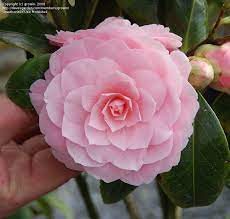 Plantfiles Pictures Common Camellia Japanese Camellia Pink Perfection Camellia Japonica 2 By Jaxflagardener Japan Flower Camellia Plant Shade Flowers