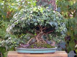 Pin Auf Bonsai