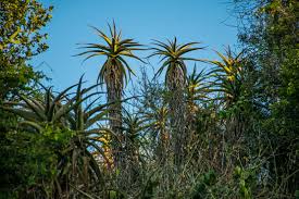 Image result for Aloe ballii