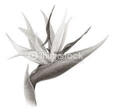 epingle sur photo fleur coloriage jeep hd