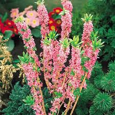 Image result for Daphne mezereum