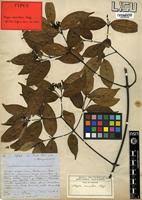 Image result for Alafia caudata