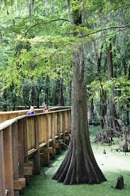 Use the power of multiple search engines to find the top results for you. Spend The Night At A Louisiana State Park In One Of These Incredible Cabins Louisiana Travel Louisiana Vacation State Park Cabins