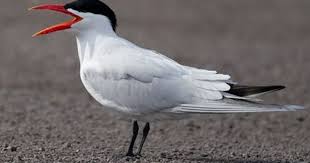 Birds Of The Southwest Usa Christopher L Wood New York Https Www Flickr Com Photos Pinicola Birds Bird Life List Sea Birds