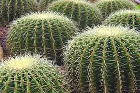 .de cactus y suculentas en dos foros diferentes; Cactus Al Por Mayor Rograplant