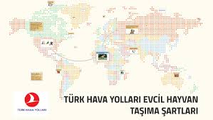 Turk Hava Yollari Evcil Hayvan Tasima Sartlari By Leyla Karagoz