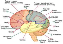 Https Www Google Com Blank Html Brain Diagram Brain Anatomy Brain Parts And Functions