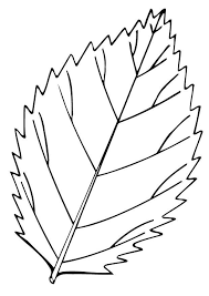 Foglie autunno da colorare stampae colorare. Una Foglia Seghettata Disegno Da Colorare Disegni Da Colorare E Stampare Gratis Immagini Per Bambini Disney Disegni Da Colorare Foglie Immagini