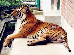 Beatrice tan jan 12th, 2018 the southeast asian country of malaysia is so much more than just its iconic petronas twin towers, genting highlands or theme parks like legoland and sunway. Taman Tumbina Bintulu Posts Facebook