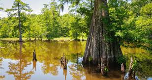 What type of cabin can i rent in biloxi? 25 Best Mississippi State National Parks
